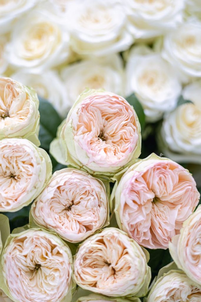Delicate close-up of pale pink roses showcasing intricate petals, perfect for romantic themes.